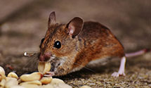 24 Hour & Emergency Exterminators in Wentworth, MO